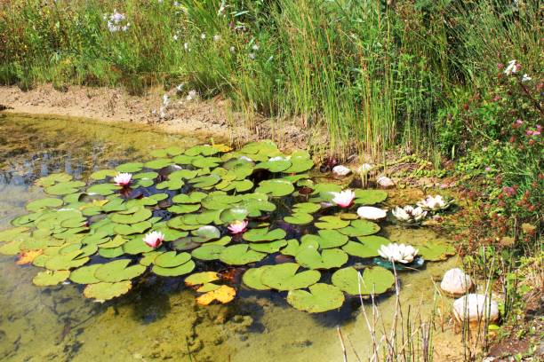 istock Water lilies with flowers in the pond 1009049084