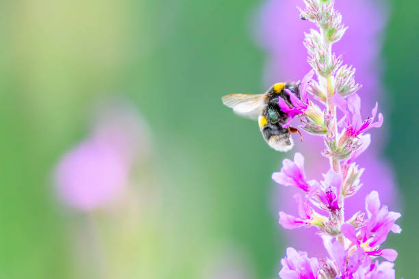 istock Bumblebee collecting nectar on summer meadow in uk. 1009051520