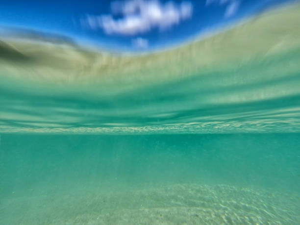 istock sea bottom. Calm underwater scene with copy space 1009056626