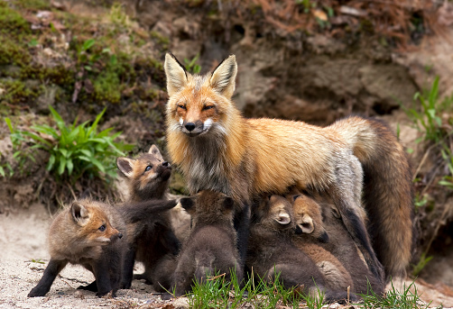Mother fox feeding kits.