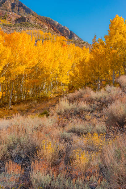 istock Bishop Creek canyon area in Autumn, Sierra Nevada Range, CA. (P) 1009062904