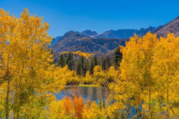 istock Bishop Creek small pond in Autumn, Sierra Nevada Range, CA. 1009063036