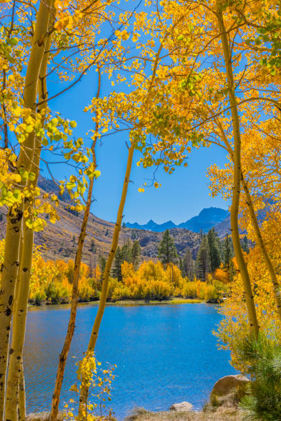 istock Bishop Creek small pond in Autumn, Sierra Nevada Range, CA. 1009063502