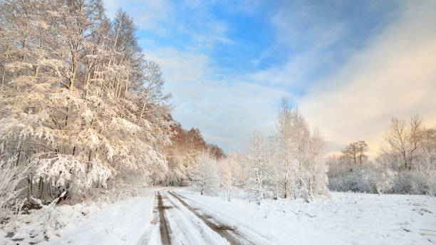 istock Road and a snow covered trees in Latvia 1009063554