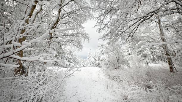 istock Winter wonderland in snow covered forest. Latvia 1009063590
