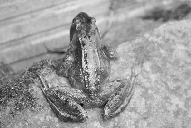 istock Common frog in black and white 1009071560