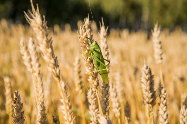 саранча на осенних полях - locust стоковые фото и изображения