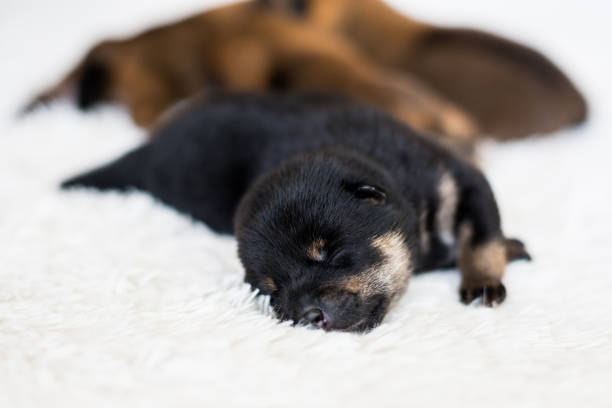 Close-up portrait of cute newborn black and tan Shiba Inu puppy sleeping on the blanket Close-up portrait of newborn black and tan Shiba Inu puppy sleeping on the blanket. shiba inu black and tan stock pictures, royalty-free photos & images