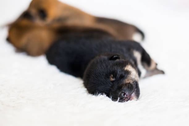 Close-up portrait of sweet newborn black and tan Shiba Inu puppy sleeping on the blanket Close-up portrait of newborn black and tan Shiba Inu puppy sleeping on the blanket. shiba inu black and tan stock pictures, royalty-free photos & images