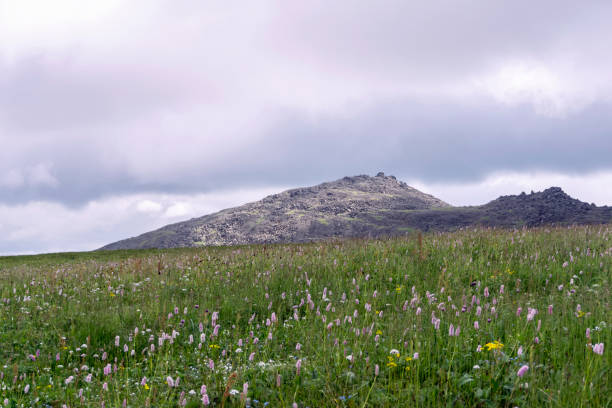 istock subarctic tundra on a mountain plateau 1009081088