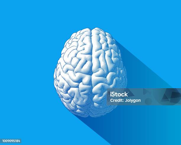 White Brain Illustration Isolated On Blue Bg Stock Illustration - Download Image Now - Illustration, Human Brain, Vector