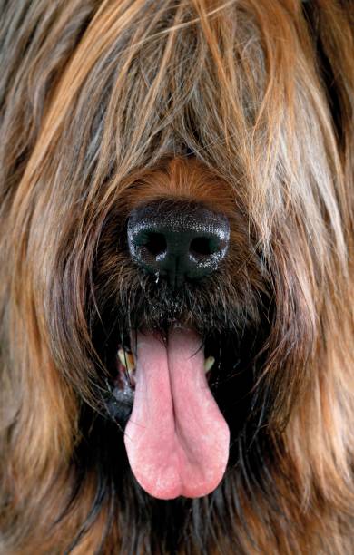 pastor de briard - dog smiling animal tongue pink fotografías e imágenes de stock