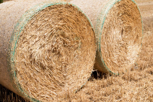 istock macro of round bale on a field 1009111706