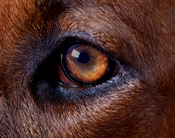 istock Eye of rhodesian ridgeback dog 1009111718