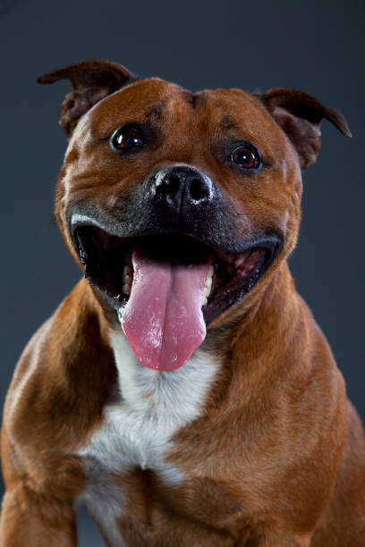 istock Happy staffordshire bull terrier 1009111846