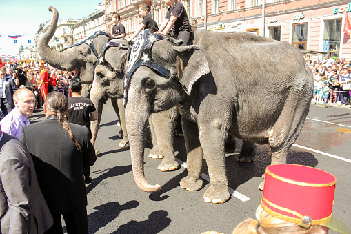 St. Petersburg, Russia - 26 May, 2018.\nParade of elephants in the center of St. Petersburg on the day of the city.\nElephants in front of the public.