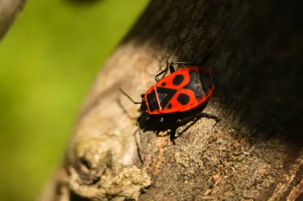 The firebug (Pyrrhocoris apterus) close up macro photo