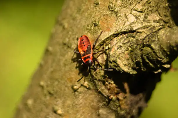 The firebug (Pyrrhocoris apterus) close up macro photo