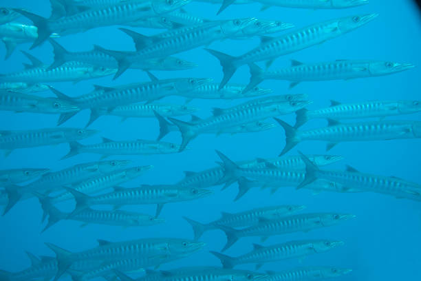 istock School of great Barracuda (Sphyraena barracuda),  Raja Ampat 1009119078