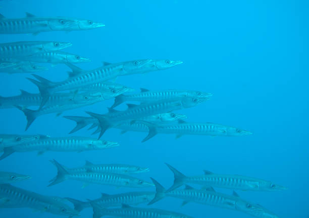 istock School of great Barracuda (Sphyraena barracuda),  Raja Ampat 1009119090