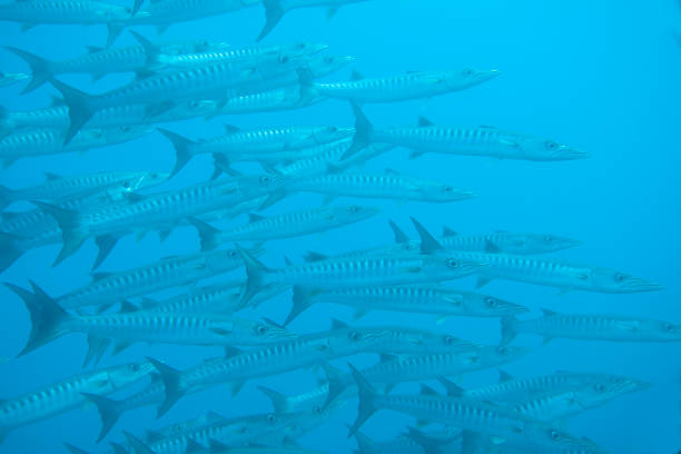 istock School of great Barracuda (Sphyraena barracuda),  Raja Ampat 1009119122