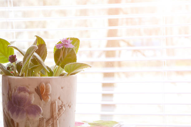 istock wooden office table with pink violet flower in pot on beautiful white window drape texture background in the living room. 1009127632
