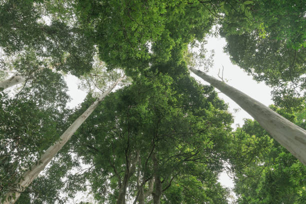 istock Rainforest canopy above converging lines of eucalyptus tree trunks 1009129416
