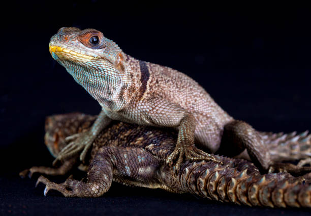 istock Couple of iguana malgache 1009130134