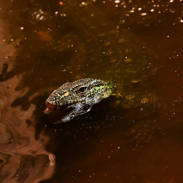 istock Nile Monitor Lizard in water 1009134842
