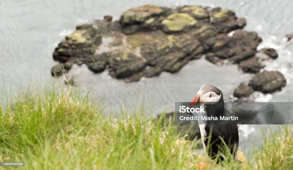 Puffin On A Cliff Stock Photo Biology Diagrams