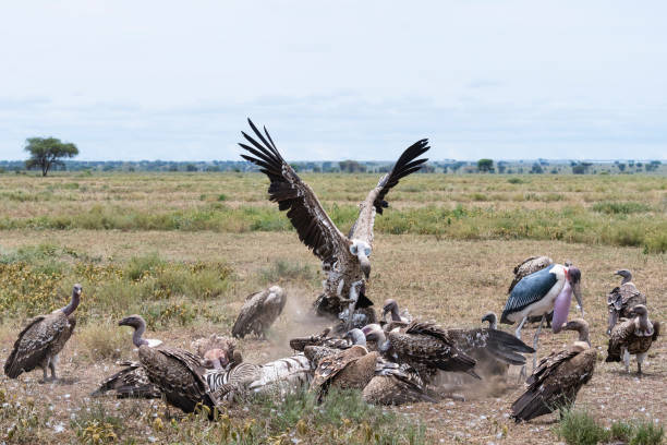 istock Vultures and marabou stork eating zebra, Africa 1009137444