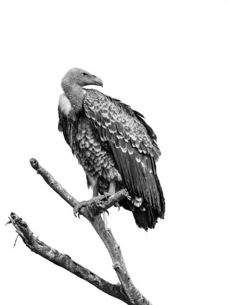 istock Vulture perching, black and white, Africa 1009137662