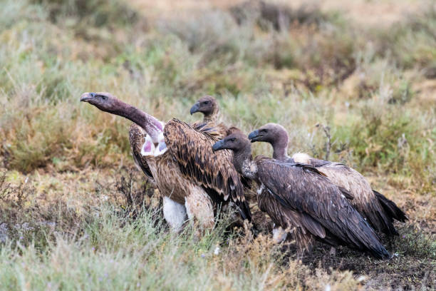 istock Vultures looking in the same direction, Africa 1009137668