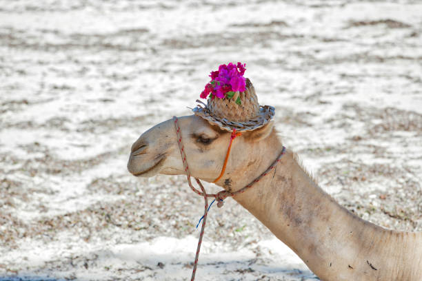 camelo na praia de areia - deitado - hump - fotografias e filmes do acervo