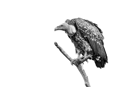 Ruppell's vulture, Gyps Rueppelli. Bird critically endangered. Tanzania, lake Ndutu.