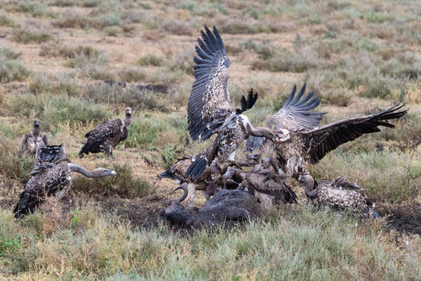 istock Vultures eating wildebeest, Africa 1009140356