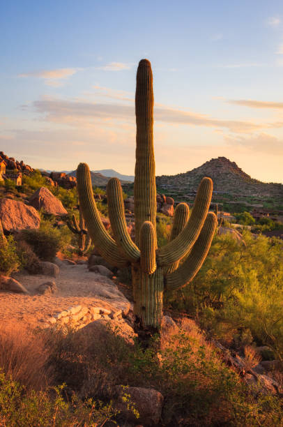 istock Saguaro Cactus grows on Pinnacle Peak in Arizona. 1009144828