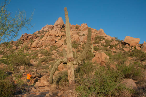 istock Saguaro Cactus grows on Pinnacle Peak in Arizona. 1009144846