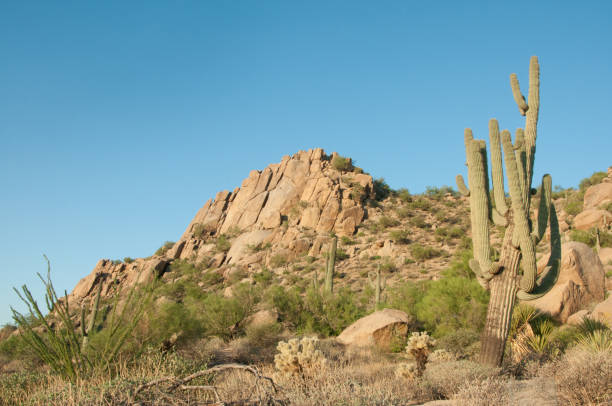 istock Saguaro Cactus grows on Pinnacle Peak in Arizona. 1009144868