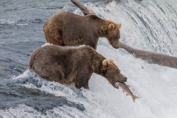 istock Brown Bear Catching Salmon at Brooks Falls in Alaska 1009145198