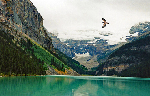 Lake Louse summer with hawk flying over lake. Low level image  Most likely a Swainson's Hawk.