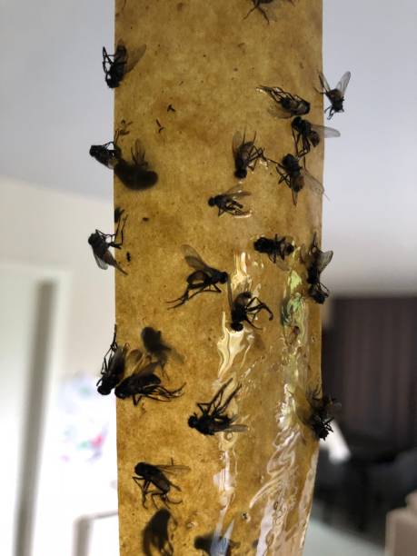 60+ Dead Flies Stuck On A Sticky Fly Trap Stock Photos, Pictures &  Royalty-Free Images - iStock
