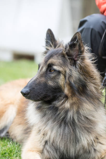 retrato de um cão de tervuren, vivendo na bélgica - belgian sheepdog - fotografias e filmes do acervo