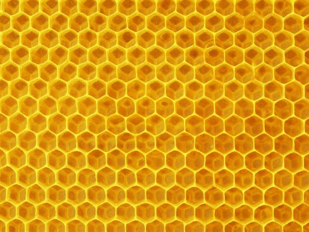 黄色の蜂蜜と蜂細胞健康食品。バック グラウンド - beehive bee colony wax ストックフォトと画像