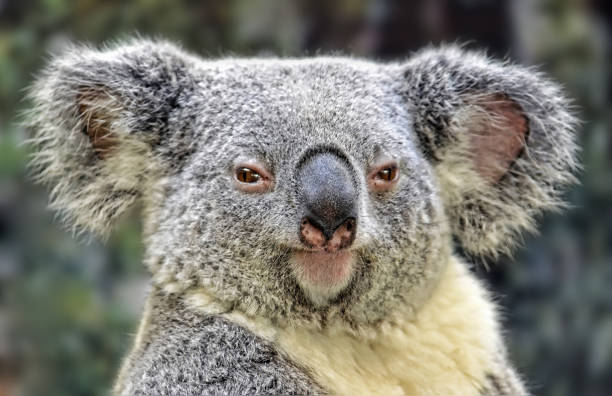 istock Portrait Of A Koala 1009154970