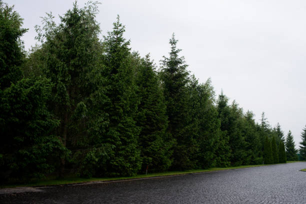 istock Green pine trees near road 1009155320