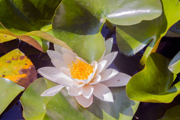 istock A beautiful blossoming pink water lily. 1009159616