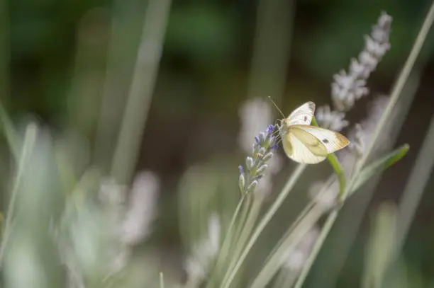 Beautiful butterfly resting on flower in a garden.