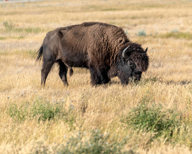 istock Bison in Grasslands National Park 1009169280