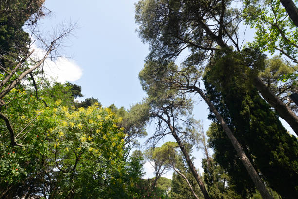 istock In the shade of Pines, various deciduous trees an Oleanders 1009172116